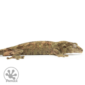 MCPI-0022 facing right