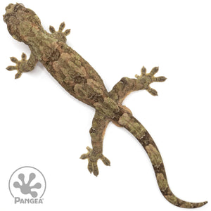 MCPI-0022 from above