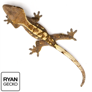 Male Sable Crested Gecko MR-027