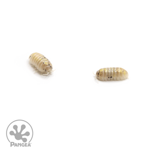 Armadillidium vulgare ‘Magic Potion’ Isopods