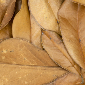 Magnolia Leaf Litter