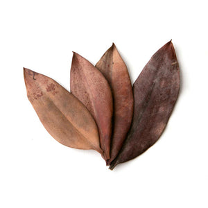 Pangea Leaf Litter Decor