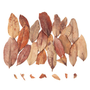 Pangea Leaf Litter Decor