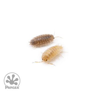Porcellio laevis 'Marbled' Isopods