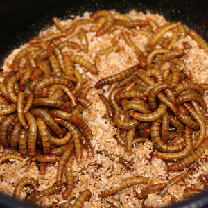 Mealworms in container