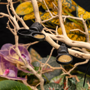 Pangea MicroDish Dual and MicroDish Small Branch Mounts - in use on branch.