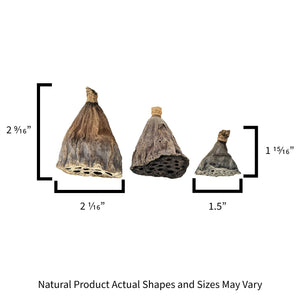 Sizes for the Pangea Mini Lotus Seed Pod Heads.