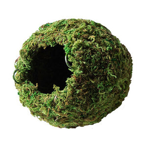 Galápagos Mossy Hanging Cave