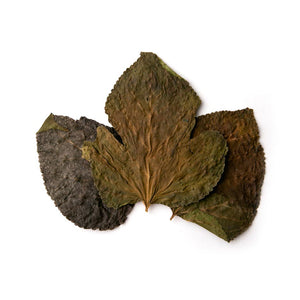 Pangea Leaf Litter Decor
