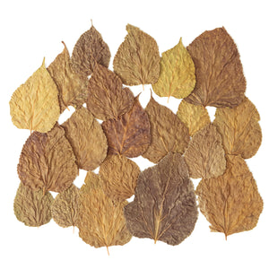 Pangea Leaf Litter Decor