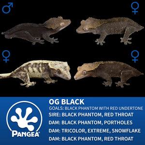 Male OG Black Crested Gecko Cr-1538