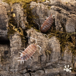 Porcellionides pruinosus 'Orange Cream' Isopods