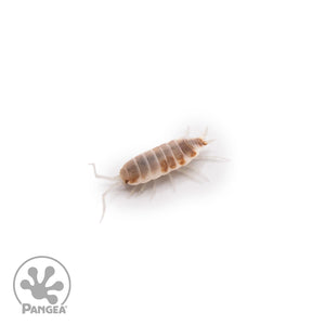 Porcellionides pruinosus 'Orange Cream' Isopods