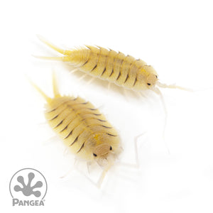 Porcellio bolivari Isopods