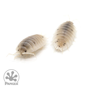 Porcellio laevis 'White' Isopods