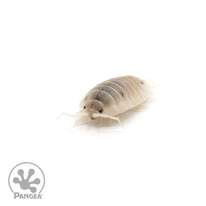 Porcellio laevis 'White' Isopods
