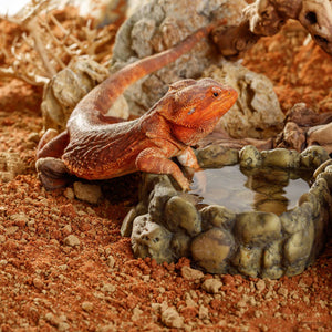 Exo Terra Stone Desert Substrate Substrate - Natural Desert Soil for Arid Reptile Enclosures