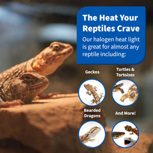 Heat your reptiles with Pangea Halogen bulbs including geckos, turtles, tortoises, bearded dragons, and more!