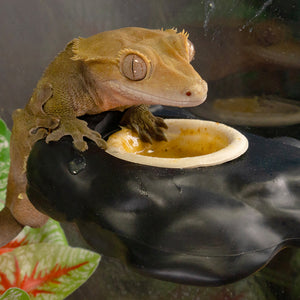Crested gecko eating out of a small paper gecko feeding cup from a feeding ledge inside a reptile enclosure