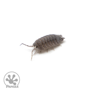Armadillidium peraccae Isopods