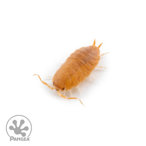 Porcellionides pruinosus 'Powder Orange' Isopods