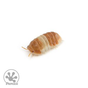 Cubaris sp. ‘Red Panda’ Isopods