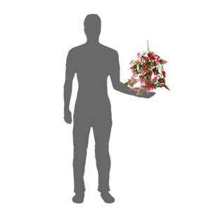 Pangea Plants Red - size comparision.