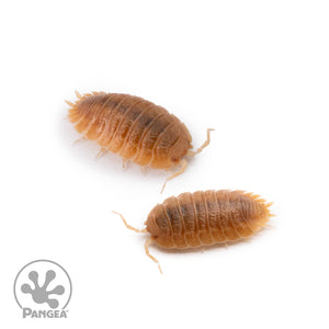 Porcellio dilatatus ‘Rust’ Isopods