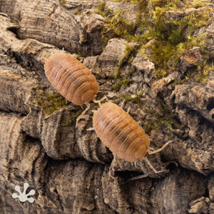 Porcellio dilatatus ‘Rust’ Isopods