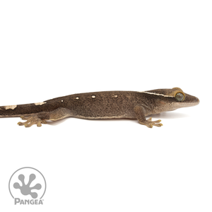 Male 8-Spot Correlophus sarasinorum SA-020