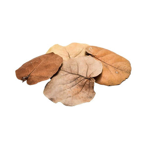 Sea Grape Leaf Litter