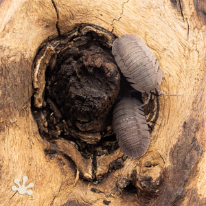 Armadillidium peraccae Isopods