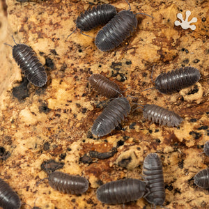 Armadillidium c.f. Frontisotre ‘Croatian Giants’ Isopods