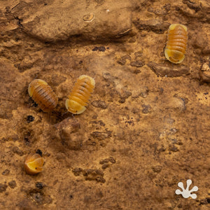 Cubaris sp. ‘Blonde Rubber Ducky’ Isopods