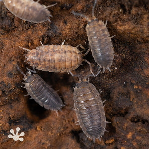 Porcellio scaber 'Calico' Isopods