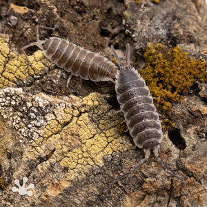Porcellio hoffmannseggi ‘Titan’ Isopods