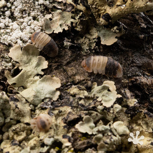 Cubaris sp. ‘White Shark’ Isopods