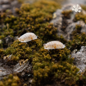 Porcellio scaber 'Orange Dalmatian' Isopods