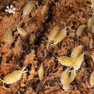 Porcellio bolivari Isopods