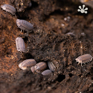 Cubaris sp. ‘Happy Nun’ Isopods