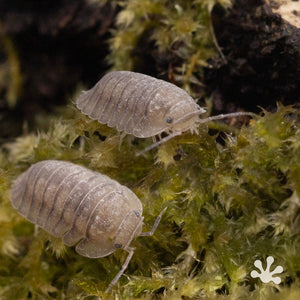 Cubaris sp. ‘Blue Pigeon’ Isopods