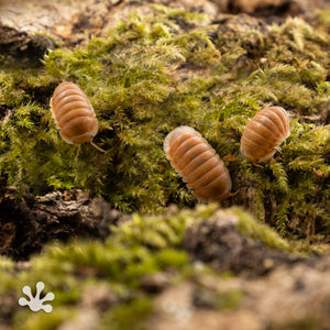 Cubaris sp. ‘Citrus’ Isopods