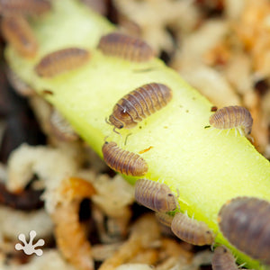 Cubaris murina 'Little Sea' Isopods