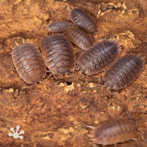 Porcellio dilatatus 'Giant Canyon' Isopods