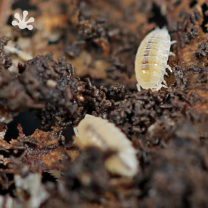 Trichorhina tomentosa 'Dwarf White' Isopods