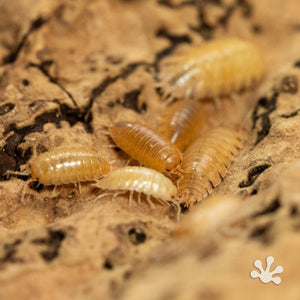 Porcellio laevis 'Orange' Isopods