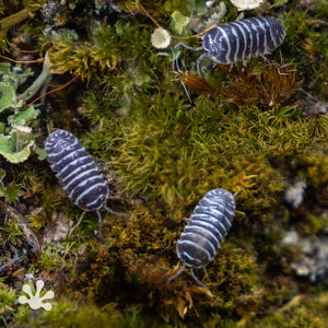 Armadillidium maculatum ‘Zebra’ Isopods