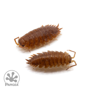 Porcellio scaber 'Spanish Orange' Isopods