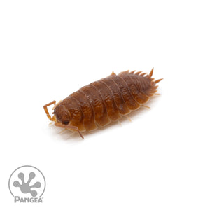 Porcellio scaber 'Spanish Orange' Isopods