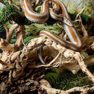 Orange and white snake climbing Galapagos spider wood in an enclosure